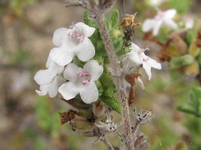 Micromeria hyssopifolia