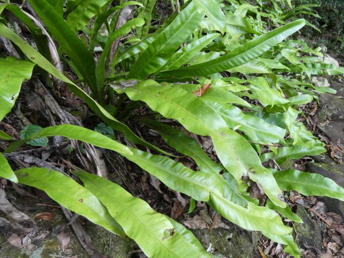 Microsorum punctatum