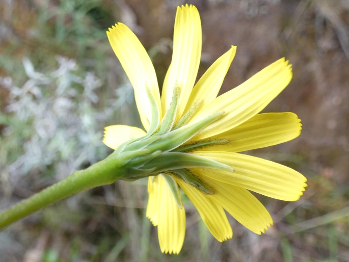 Microseris walteri