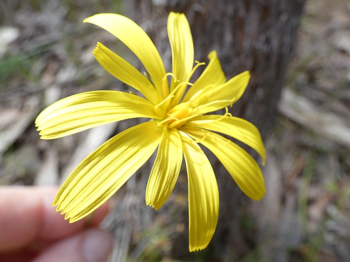 Microseris walteri