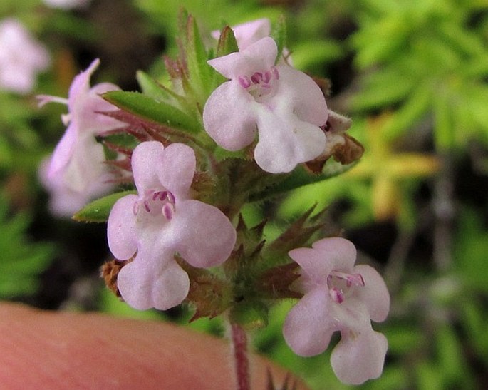 Micromeria varia