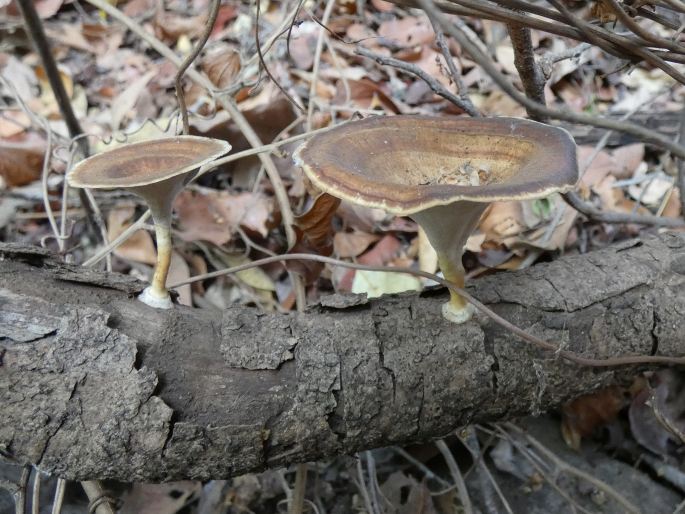 Microporus xanthopus