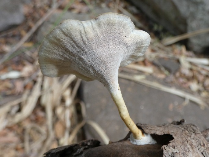 Microporus xanthopus