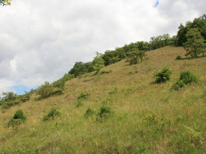 Milovicko-valtická pahorkatina, Milovická stráň - přírodní rezervace