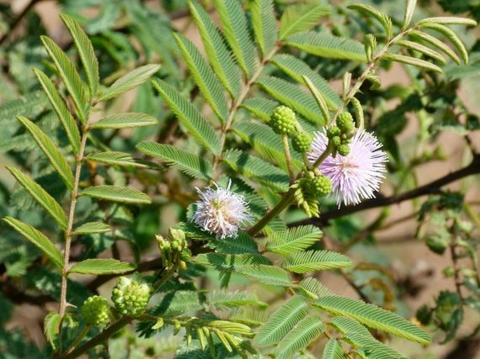 Mimosa pigra