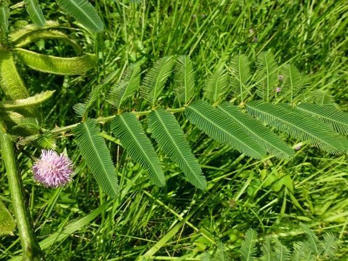 Mimosa pigra