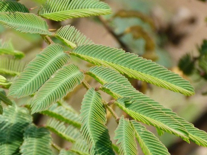 Mimosa pigra