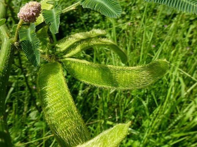 Mimosa pigra