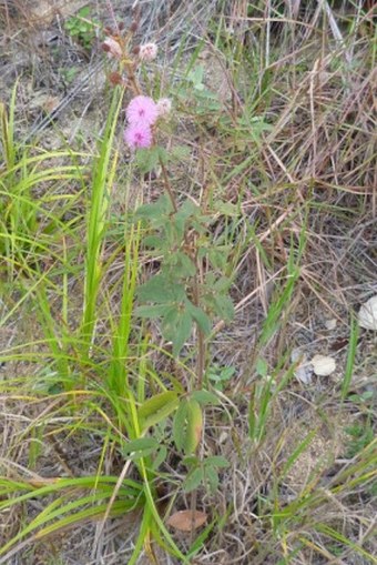 Mimosa albida