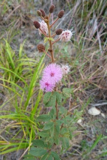 Mimosa albida