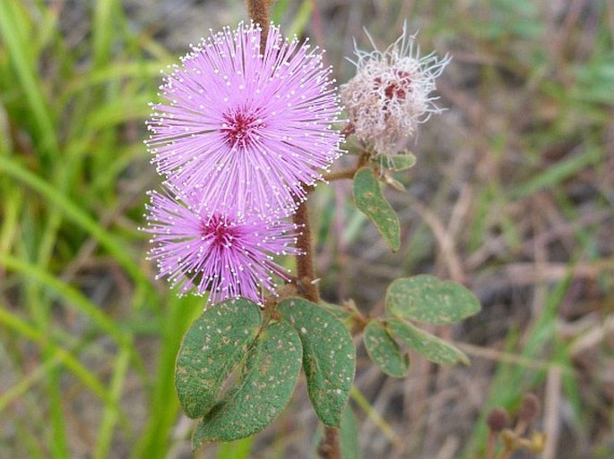 MIMOSA ALBIDA Humb. et Bonpl. ex Willd. – citlivka