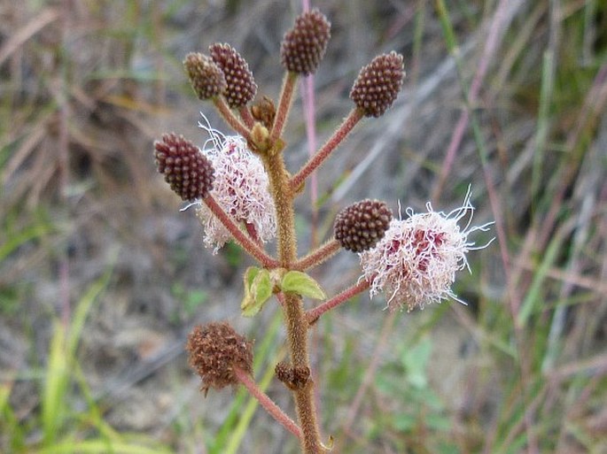 Mimosa albida