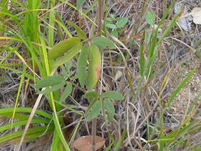 Mimosa albida