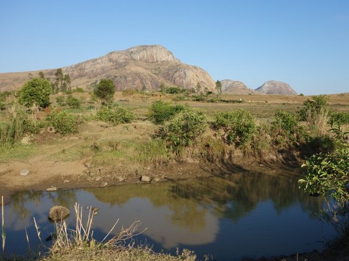 Mimosa latispinosa