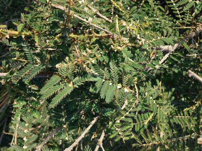 Mimosa latispinosa