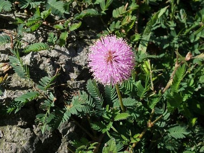 MIMOSA NUTTALLII (DC.) B. L. Turner – citlivka