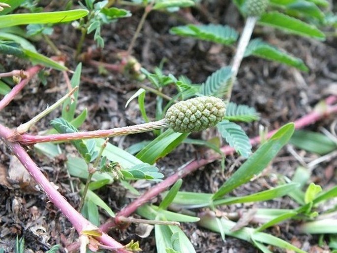 Mimosa nuttallii