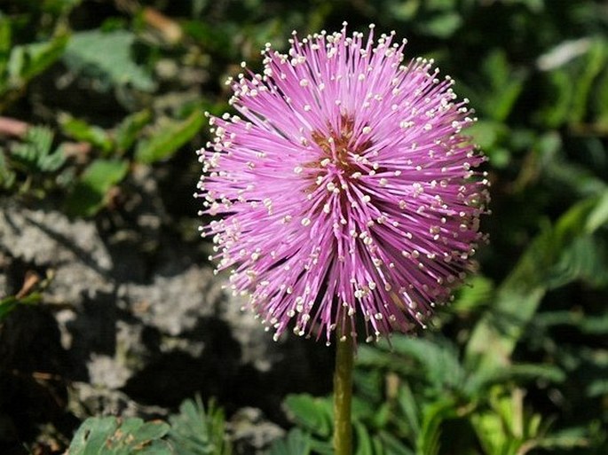 Mimosa nuttallii