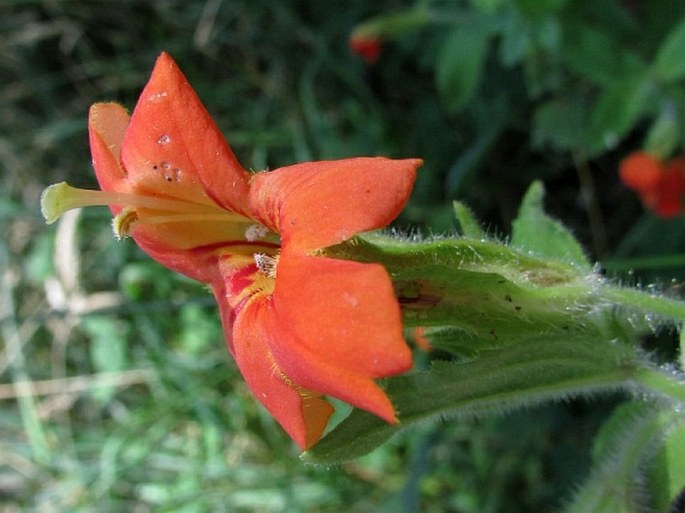 ERYTHRANTHE CARDINALIS (Douglas ex Benth.) Spach – kejklířka šarlatová / čarodejka