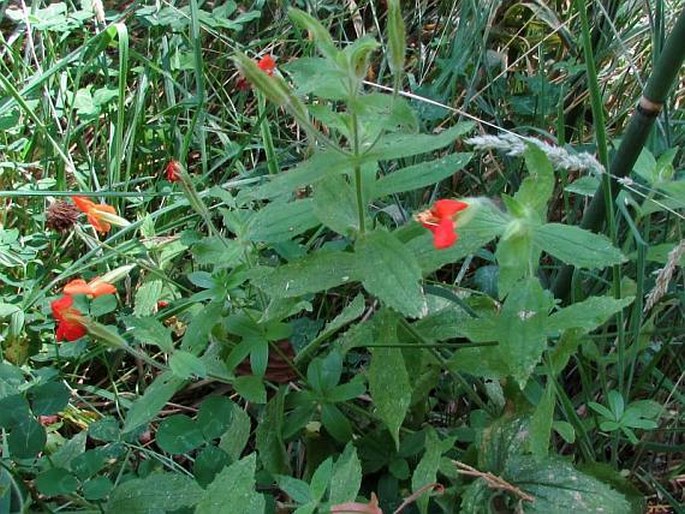 Erythranthe cardinalis