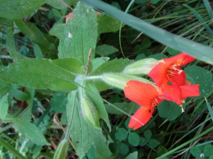 Erythranthe cardinalis