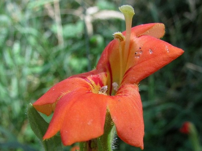 Erythranthe cardinalis