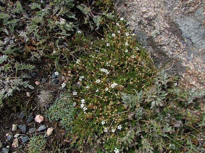 Minuartia obtusiloba