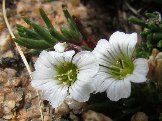 Minuartia obtusiloba