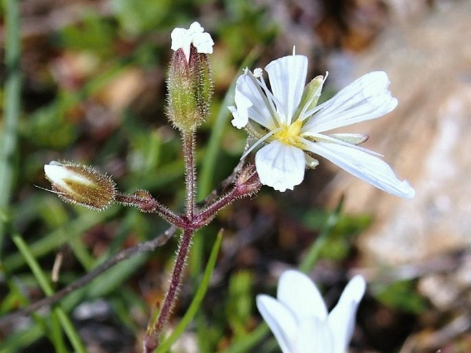 Minuartia baldaccii