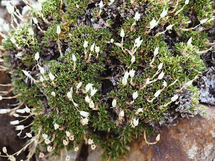 Minuartia recurva subsp. condensata