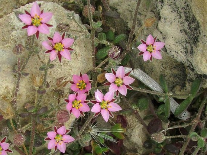 Minuartia geniculata