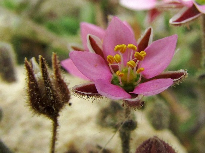 Minuartia geniculata