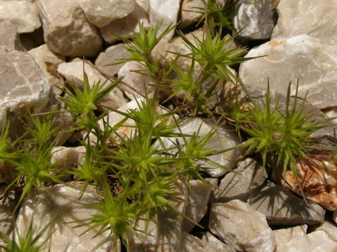 Minuartia montana subsp. wiesneri