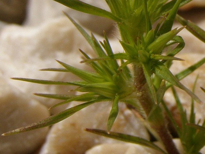 Minuartia montana subsp. wiesneri