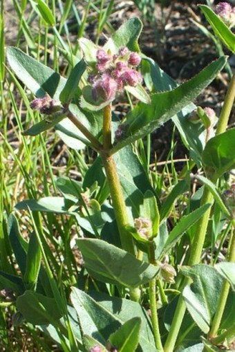 Mirabilis hirsuta