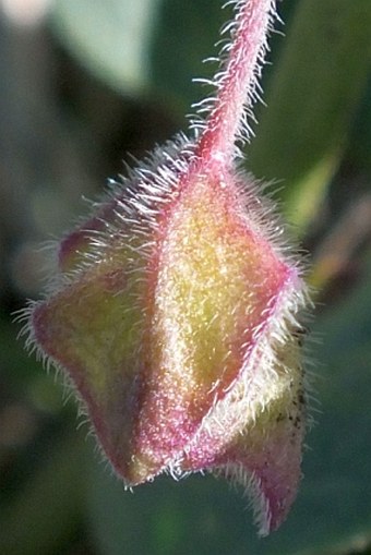 Mirabilis hirsuta