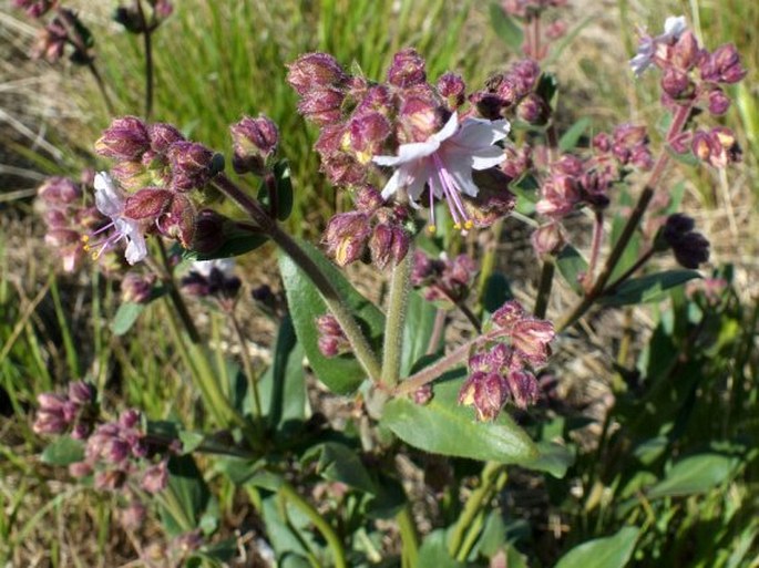 MIRABILIS HIRSUTA (Pursh) MacMill. - nocenka