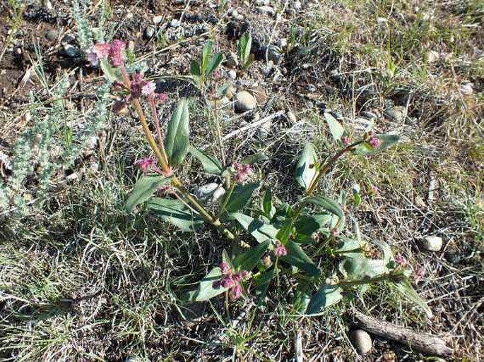 Mirabilis hirsuta