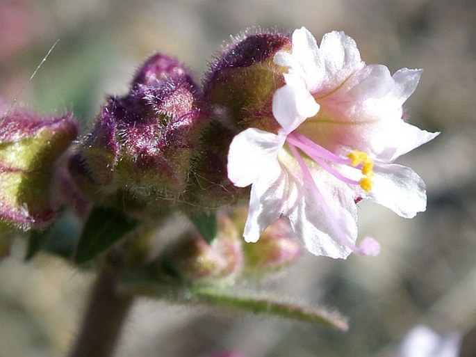 Mirabilis hirsuta