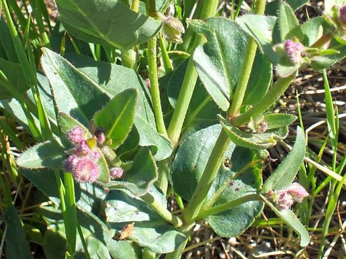 Mirabilis hirsuta