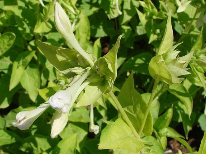 MIRABILIS JALAPA L. - nocenka zahradní / nocovka jalapovitá