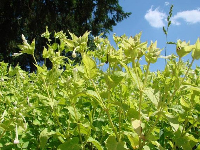 Mirabilis jalapa