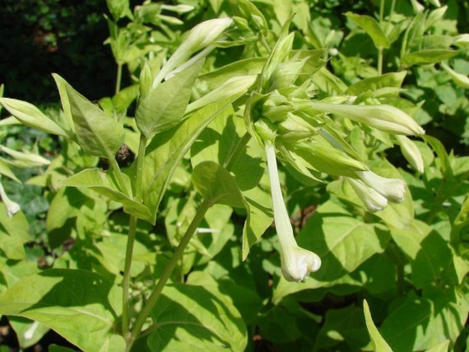 Mirabilis jalapa