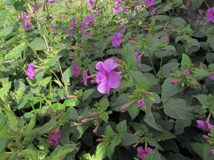 Mirabilis jalapa