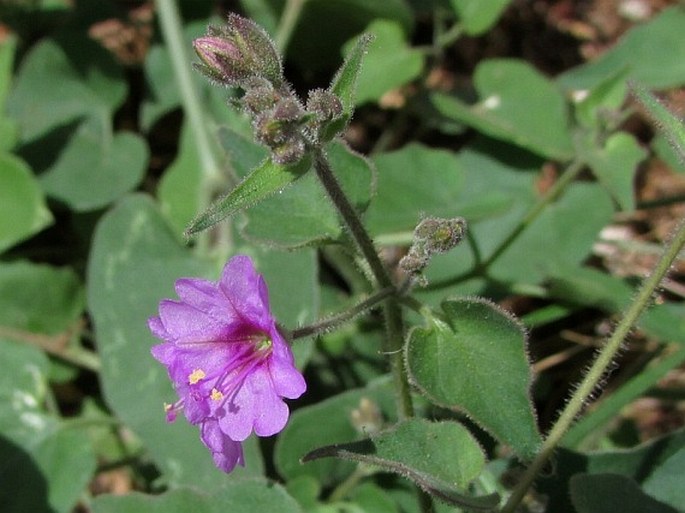 MIRABILIS OXYBAPHOIDES (A. Gray) A. Gray - nocenka