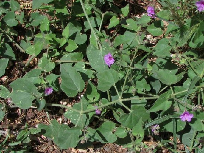 Mirabilis oxybaphoides