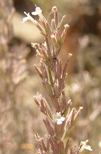 Micromeria tenuis