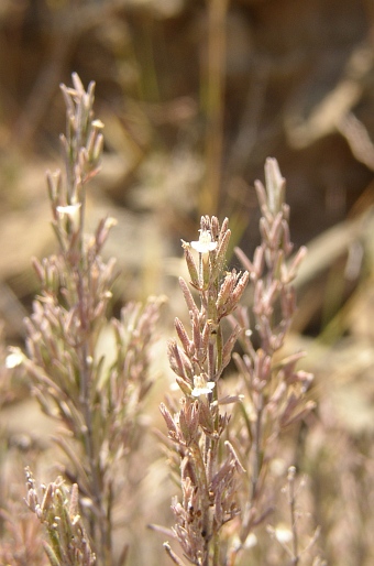 Micromeria tenuis