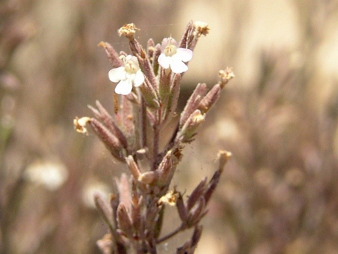 Micromeria tenuis