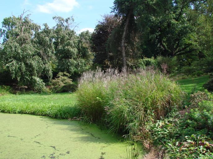 Miscanthus sinensis